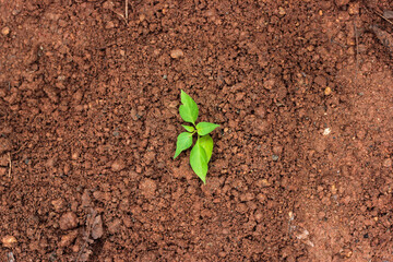 green sprout growing from soil
