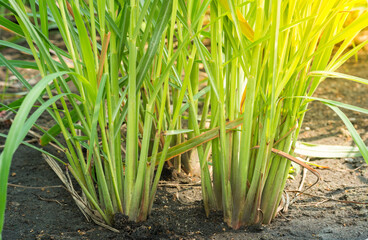 lemon grass plant / plantation of lemon grass tree growing on the garden for food and tea herb