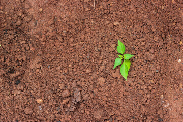 green sprout growing from soil