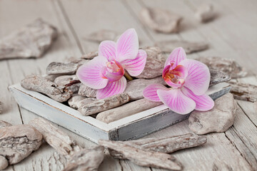 Obraz na płótnie Canvas Pink Orchid Flower Driftwood Still Life