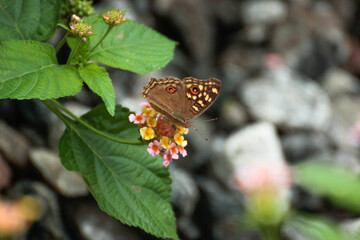 Closeup Butterfly on colourful flower -Blur flower background