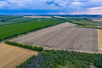 Don fields in the Voronezh region with wheat at sunset.