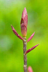 Fototapeta premium The branches are budding