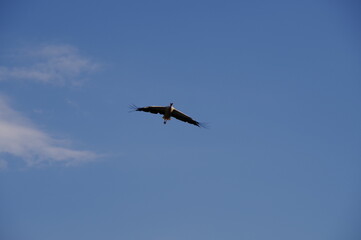 Stork bird flying high in the sky