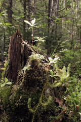 a rotten stump covered with moss