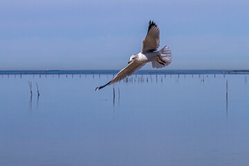 Close up image of a ring billed gull gliding in air with both wings wide open. It is an isolated picture and seagull is flying over a bay. There is a black mark on its beak. Background is blurred.
