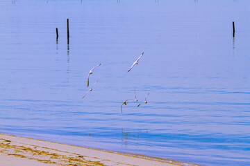 A flock of seagulls are flying as over the bay. Image features calm blue sea, a part of the beach...