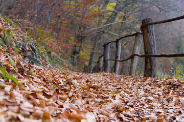 Leaves path in Jankovac