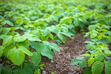 Soybean planting