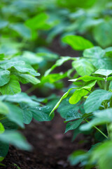 Soybean planting
