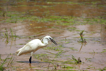 Great Egret on paddy field, Big white heron with fish on the beak.