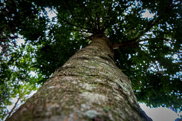 Fototapeta premium Trunk of a tree