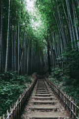 Fototapeta premium 竹林