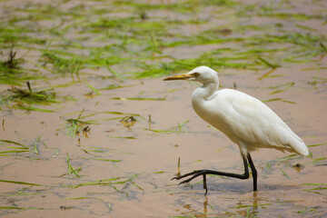 Great Egret on paddy field 
