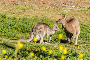 Eastern Grey Kangaroos
