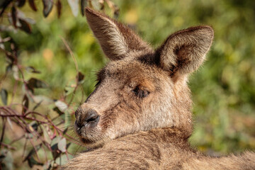 Naklejka na ściany i meble Head study of Eastern Grey Kangaroo resting