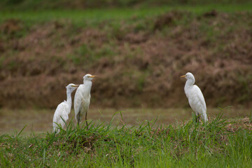 Family of Great Egrets on paddy field 