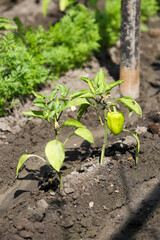 Growing shrub with green sweet peppers paprika. Black soil is watered water.