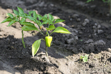 Growing shrub with green sweet peppers paprika. Black soil is watered water.