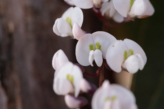 Hardenbergia Violacea White Flowers In A Garden