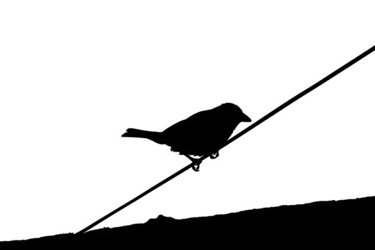 Vector image of bird on a wire
