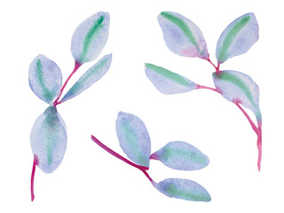 青いユーカリの葉