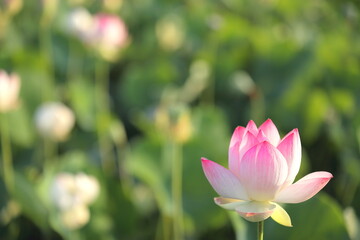 Fototapeta premium 日本の蓮