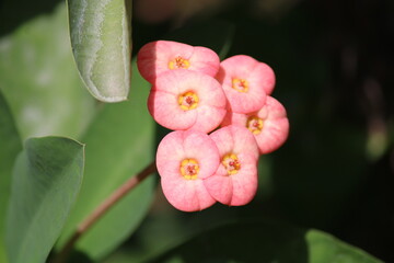 pink and yellow flower