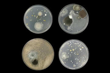 Bacteria on agar plate isolated from air