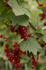 red currant bush