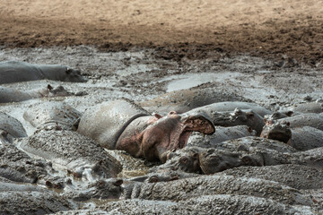 A group of hippopotamus in a Hippo pond, Serengeti national park, Tanzania.