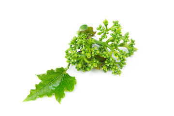  Physic Nut (Jatropha curcas) flower isolated on white background.
