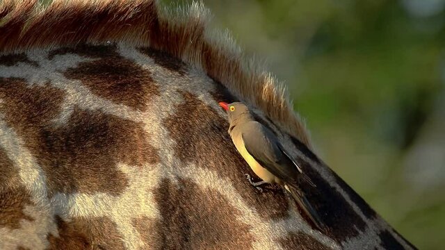 Red-billed oxpecker (Buphagus erythrorhynchus) feeding on a giraffe, Kruger National Park, South Africa