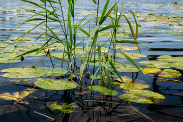Water flower in the River Main