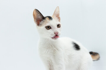 gato cachorro blanco con manchas amarillas y negras sentado sacando la lengua mirando a la derecha en fondo blanco