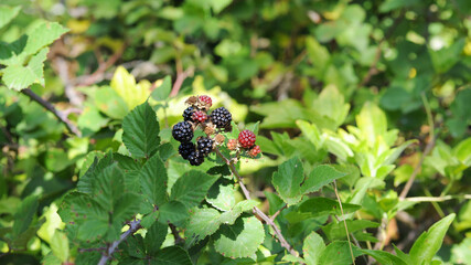Des mures sauvages noires et rouge au format panoramique sur fond végétal vert de feuilles et branches