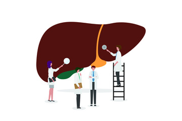 A team of doctors checkup the 
liver. People examine the organ and make a diagnosis. Design for web banner on white background. Healthy 
liver vector illustration concept. 