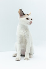 White cat puppy with black and yellow spots sitting looking to the right on a white background