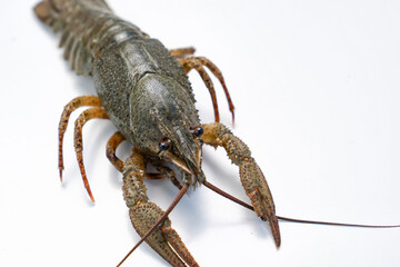 river lobster or crayfish on white background