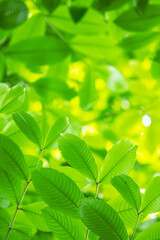 Fototapeta na wymiar The sun shone on the green leaves
