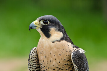 Portrait of Peregrine Falcon (Falco peregrinus), aka Duck Hawk, the fastest animal on earth
