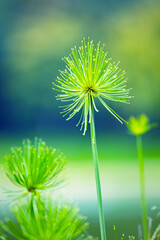 Papyrus, a verdant water landscape plant in spring