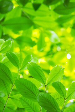 Fototapeta The sun shone on the green leaves
