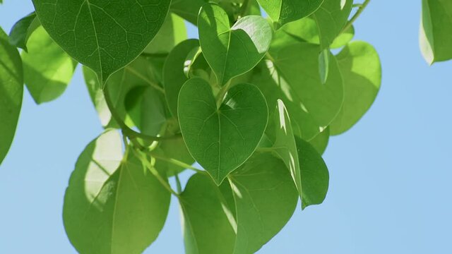 Giloy Amrita Gudbell Tinospora cordifolia Herbal Medicine  heart-leaved moonseed, guduchi
