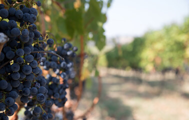 Red Wine Grapes on the vine in Australia.