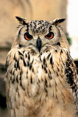 Portrait of a Horned Owl Looking magnificent.