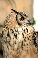 Portrait of a Horned Owl Looking magnificent.