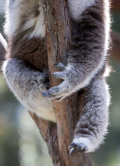 Koala's sharp claws clinging to a tree. Australia.