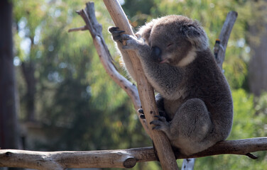 Australian Koala in a wildlife sanctuary.	
