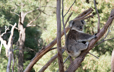 Australian Koala in a wildlife sanctuary.	